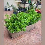 Pitosporum Nana Mediano Pitosporum Nana Mediano