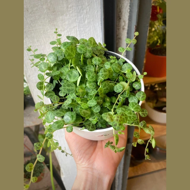 Peperomia Prostrata (cuello de tortuga) Peperomia Prostrata (cuello de tortuga)