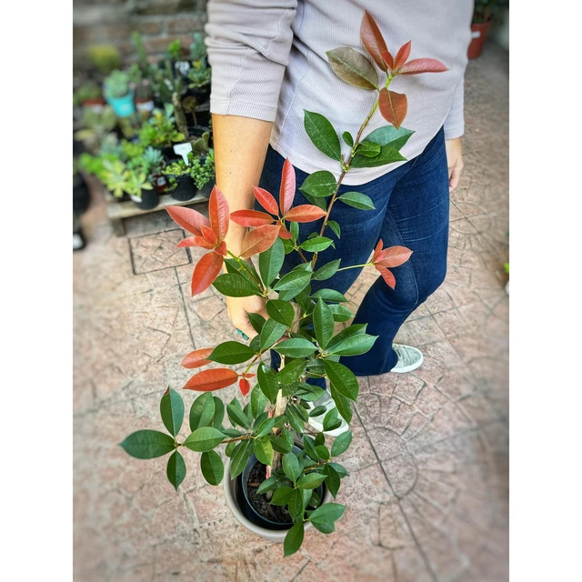 Photinia Photinia