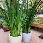 Dietes Dietes