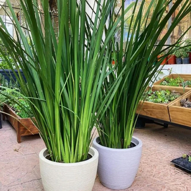 Dietes Dietes