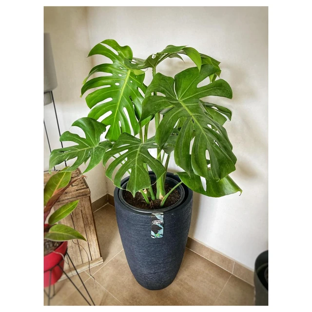 Monstera Deliciosa Grande Monstera Deliciosa Grande
