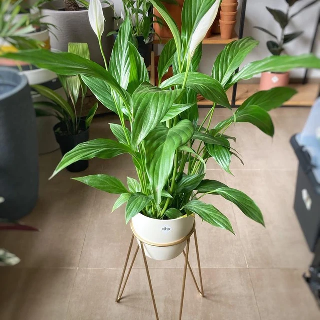 Spathiphyllum (Lirio de la Paz) Spathiphyllum (Lirio de la Paz)