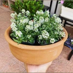 Alyssum Alyssum