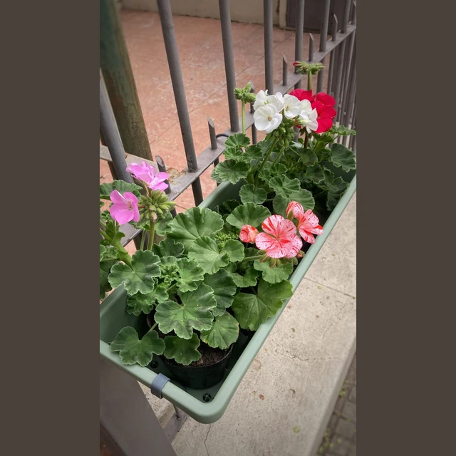Malvon Enano Malvon Enano