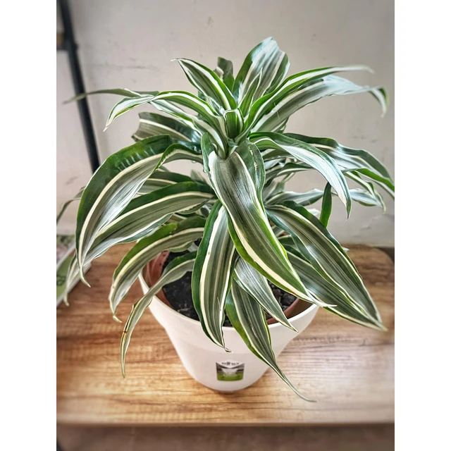 Dracena Deremensis mediana Dracena Deremensis mediana