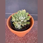 Echeveria Setosa XL Echeveria Setosa XL