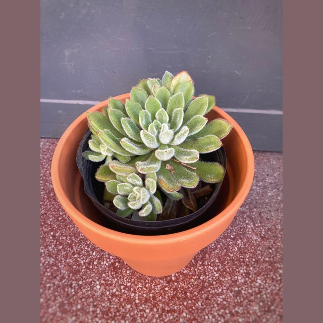 Echeveria Setosa XL Echeveria Setosa XL