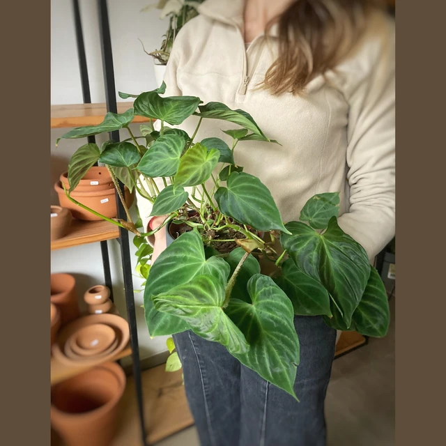 Philodendron Verruscosum Philodendron Verruscosum