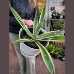 Agave Americana Variegata Agave Americana Variegata