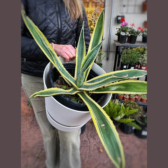 Agave Americana Variegata Agave Americana Variegata