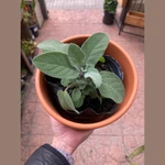 Salvia Salvia