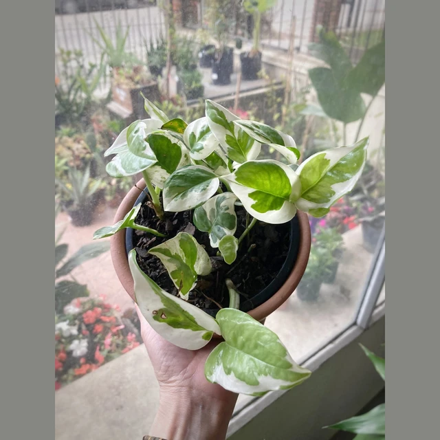 Philodendron Joy Philodendron Joy