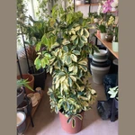 Schefflera XL Schefflera XL