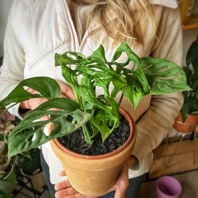 Monstera Adansonii Mediana Monstera Adansonii Mediana