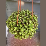 Callisia repens Callisia repens