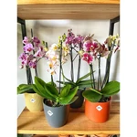 Orquidea Phalaenopsis Mediana Orquidea Phalaenopsis Mediana