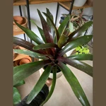 Bromelia Neoregelia Bromelia Neoregelia