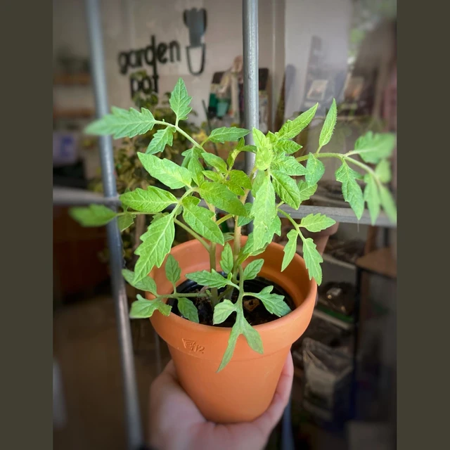 Tomate Perita Tomate Perita