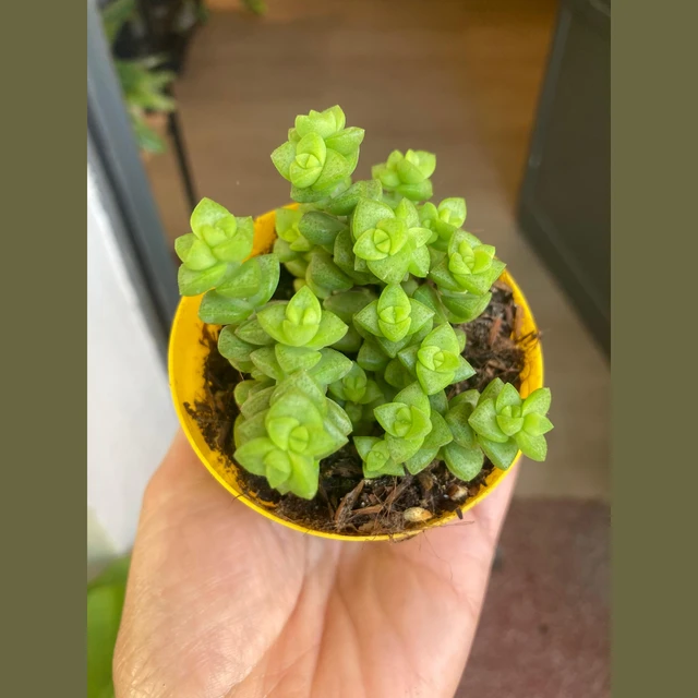 Crassula Brevifolia Crassula Brevifolia