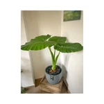 Alocasia Oreja de elefante Alocasia Oreja de elefante