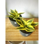 Sansevieria Golden Hahnii Sansevieria Golden Hahnii