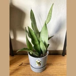 Sansevieria Moonshine Sansevieria Moonshine