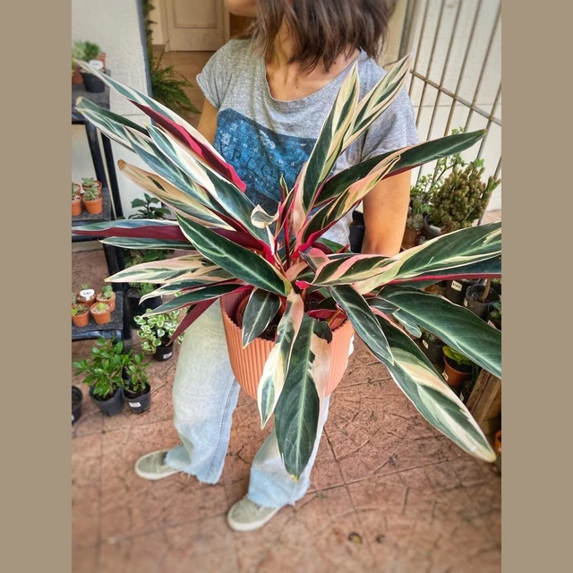 Calathea Triostar Grande Calathea Triostar Grande