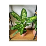 Dieffenbachia Compacta Dieffenbachia Compacta