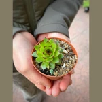 Sempervivum Tectorum Sempervivum Tectorum