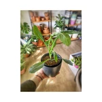 Kale Kale