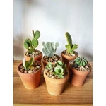 Souvenir Cactus y suculentas en maceta barro artesanal 8cm diametro Souvenir Cactus y suculentas en maceta barro artesanal 8cm diametro