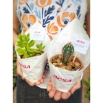 Souvenir Cactus y suculentas en maceta barro artesanal 8cm diametro Souvenir Cactus y suculentas en maceta barro artesanal 8cm diametro