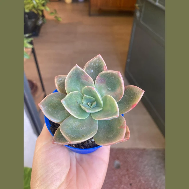 Echeveria Croma Echeveria Croma