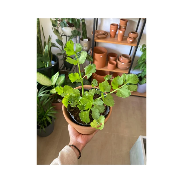 Apio Apio
