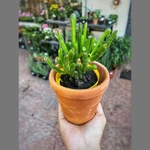 Crassula Ovata "Gollum" pequeña Crassula Ovata "Gollum" pequeña