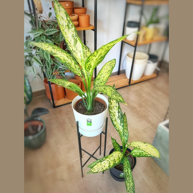 Dieffenbachia Vesuvius Dieffenbachia Vesuvius