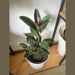Ficus Elastica Burgundy Ficus Elastica Burgundy