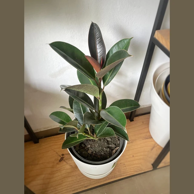 Ficus Elastica Burgundy Ficus Elastica Burgundy