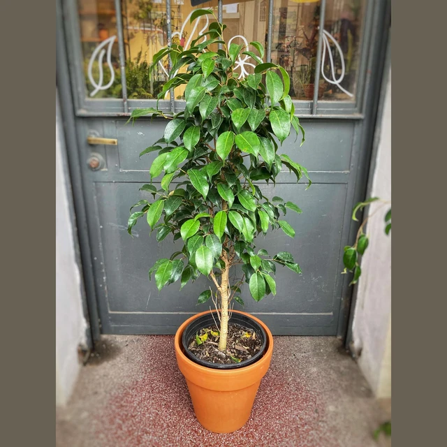 Ficus Benjamina tronco Ficus Benjamina tronco