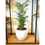 Chamaedorea Elegans mediana Chamaedorea Elegans mediana