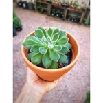 Echeveria Setosa Echeveria Setosa