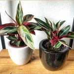 Calathea Triostar Calathea Triostar