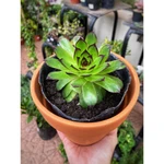 Sempervivum Sempervivum