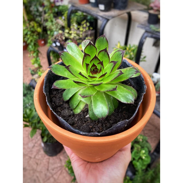 Sempervivum Sempervivum