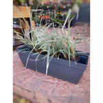 Liriope Variegado Liriope Variegado