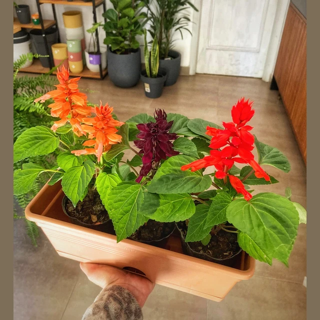 Coral Coral
