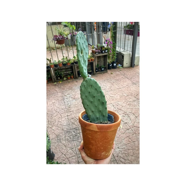Cactus Opuntia Mediano Cactus Opuntia Mediano