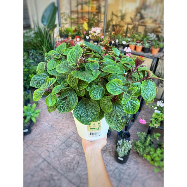 Plectranthus (dólar) negro Plectranthus (dólar) negro
