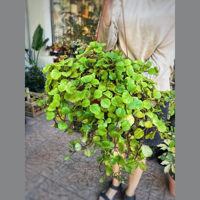 Plectranthus (dólar) grande Plectranthus (dólar) grande